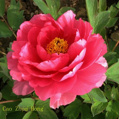 Саженцы красного пиона